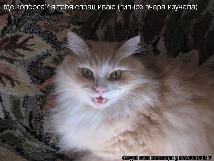 где колбоса? я тебя спрашиваю (гипноз вчера изучала)... Котоматрица: где колбоса? я тебя спрашиваю (гипноз вчера изучала)