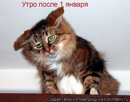 Утро после 1 января... Котоматрица: Утро после 1 января