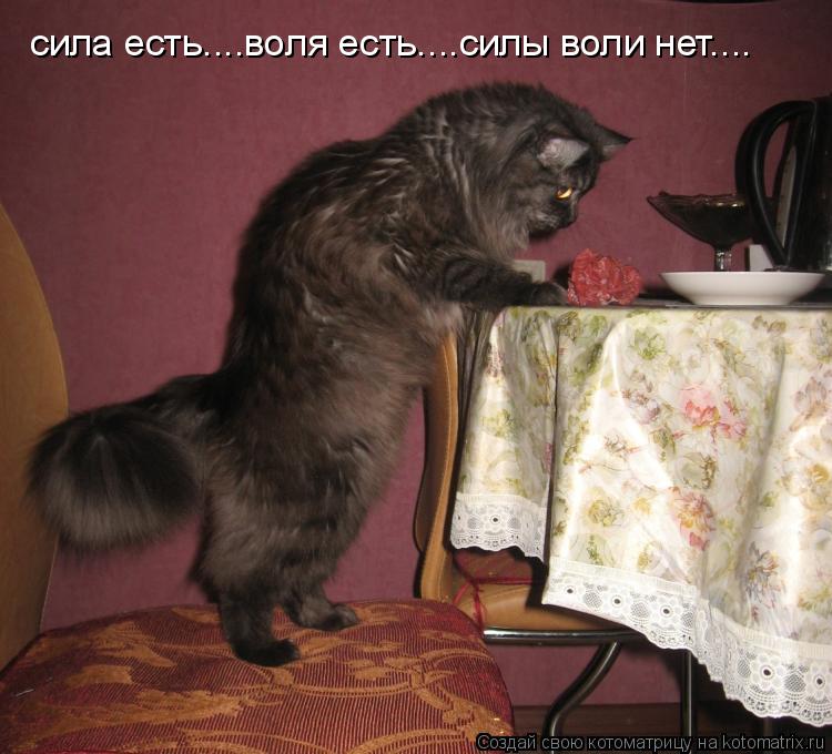 сила есть....воля есть....силы воли нет сила есть....воля есть....силы воли нет....... Котоматрица: сила есть....воля есть....силы воли нет сила есть....воля есть....силы воли нет....