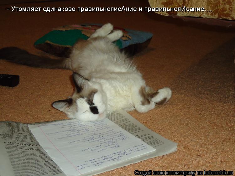 - Утомляет одинаково правильнописАние и правильнопИсание....... Котоматрица: - Утомляет одинаково правильнописАние и правильнопИсание....