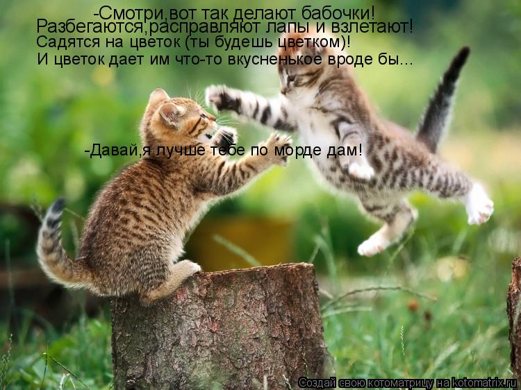 -Смотри,вот так делают бабочки! Разбегаются,расправляют лапы и взлетают! Садятся на цветок (ты будешь... Котоматрица: -Смотри,вот так делают бабочки! Разбегаются,расправляют лапы и взлетают! Садятся на цветок (ты будешь цветком)! -Давай,я лучше тебе по морде д