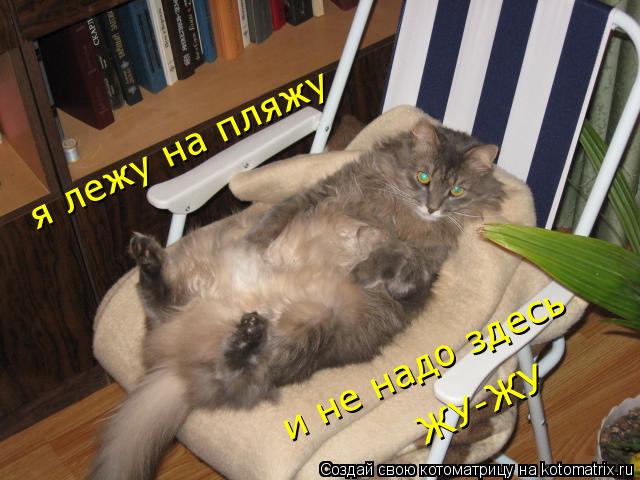 я лежу на пляжу и не надо здесь ЖУ-ЖУ... Котоматрица: я лежу на пляжу и не надо здесь ЖУ-ЖУ