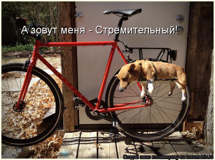 А зовут меня - Стремительный!... Котоматрица: А зовут меня - Стремительный!