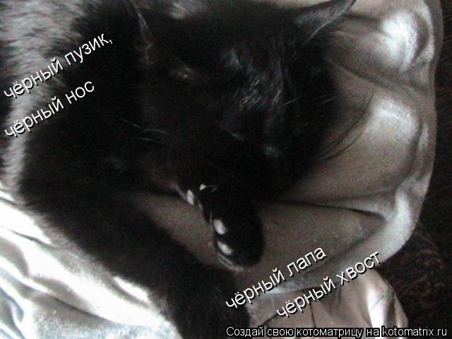чёрный пузик, чёрный нос чёрный лапа чёрный хвост... Котоматрица: чёрный пузик, чёрный нос чёрный лапа чёрный хвост