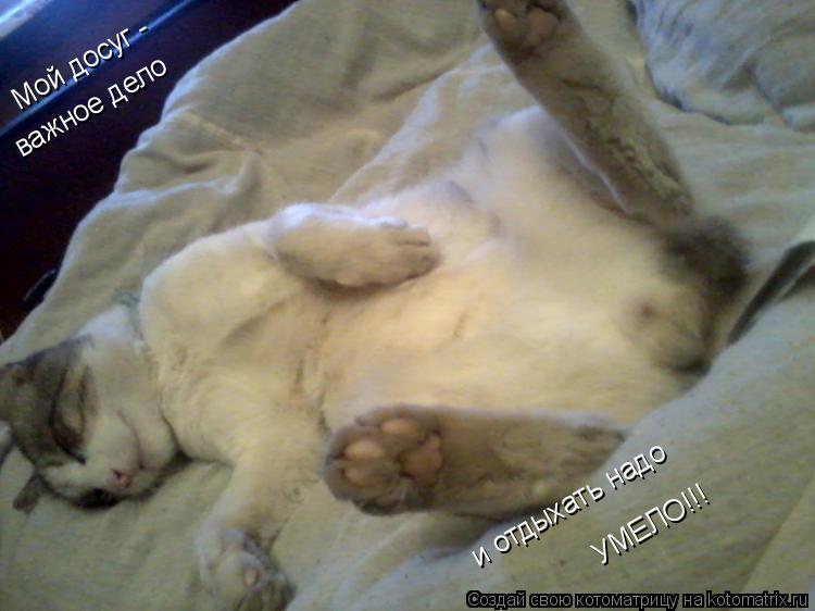 Мой досуг - важное дело и отдыхать надо УМЕЛО!!!... Котоматрица: Мой досуг - важное дело и отдыхать надо УМЕЛО!!!
