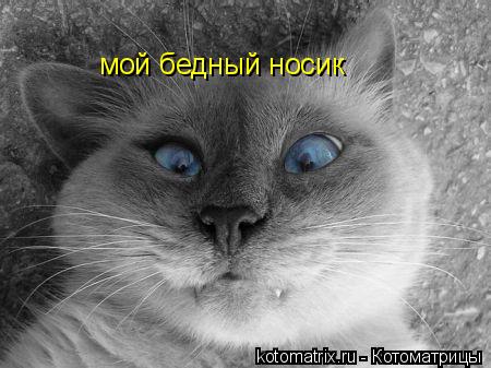 мой бедный носик... Котоматрица: мой бедный носик