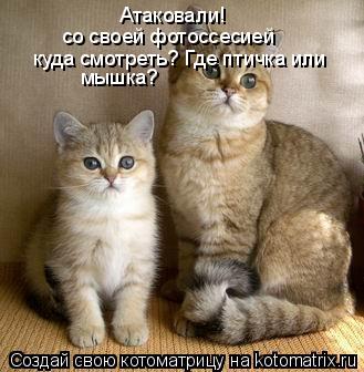 Атаковали! со своей фотоссесией куда смотреть? Где птичка или мышка?... Котоматрица: Атаковали! со своей фотоссесией куда смотреть? Где птичка или мышка?