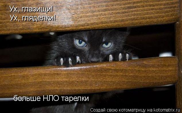 Ух, глазищи! Ух, гляделки! больше НЛО тарелки... Котоматрица: Ух, глазищи! Ух, гляделки! больше НЛО тарелки