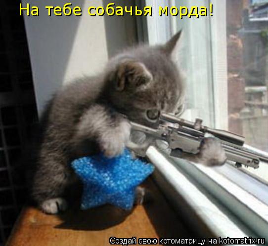 На тебе собачья морда!... Котоматрица: На тебе собачья морда!
