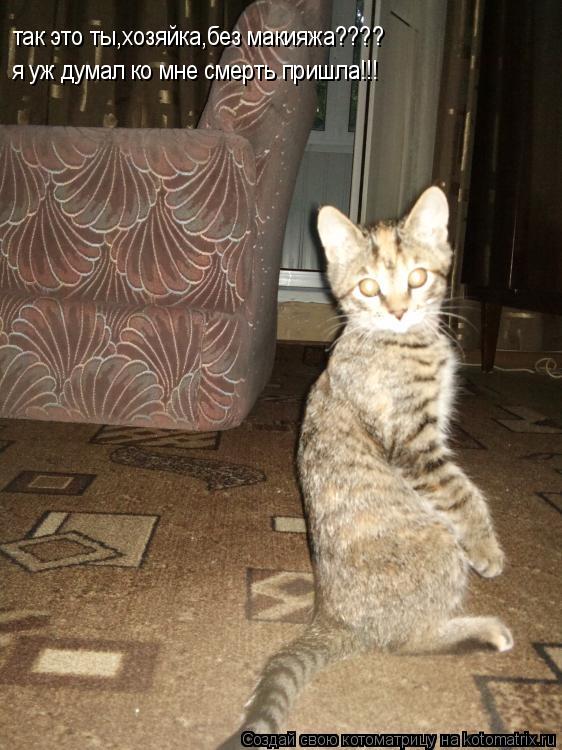 так это ты,хозяйка,без макияжа???? я уж думал ко мне смерть пришла!!!... Котоматрица: так это ты,хозяйка,без макияжа???? я уж думал ко мне смерть пришла!!!