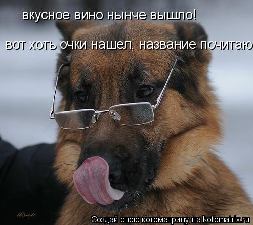 вкусное вино нынче вышло! вот хоть очки нашел, название почитаю... Котоматрица: вкусное вино нынче вышло! вот хоть очки нашел, название почитаю