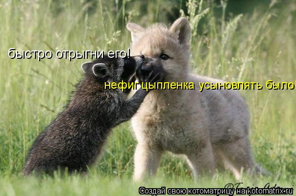 быстро отрыгни его! нефиг цыпленка усыновлять было!... Котоматрица: быстро отрыгни его! нефиг цыпленка усыновлять было!