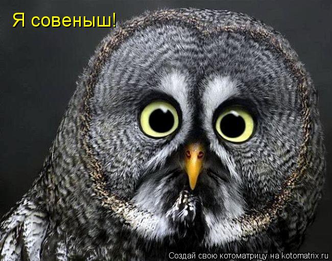 Я совеныш!... Котоматрица: Я совеныш!