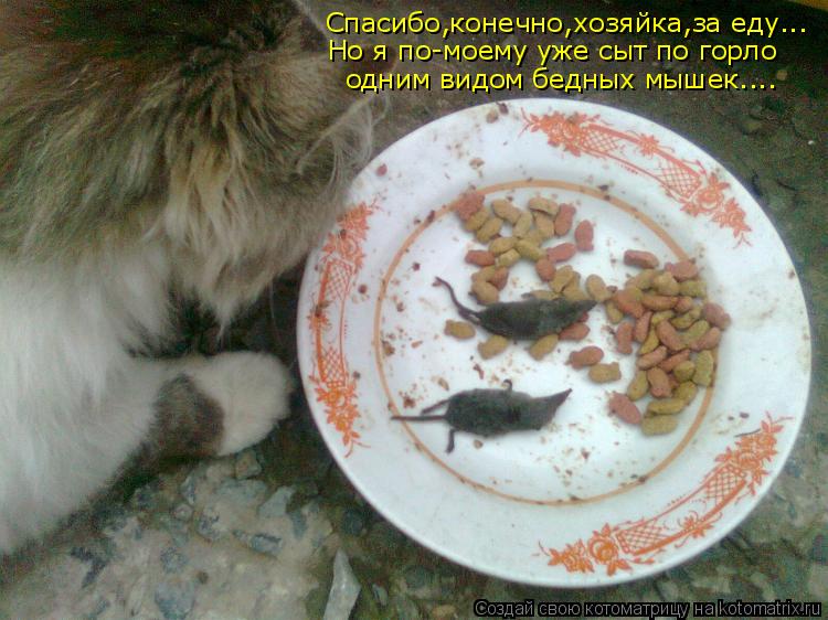 Спасибо,конечно,хозяйка,за еду... Но я по-моему уже сыт по горло одним видом бедных мышек....... Котоматрица: Спасибо,конечно,хозяйка,за еду... Но я по-моему уже сыт по горло одним видом бедных мышек....