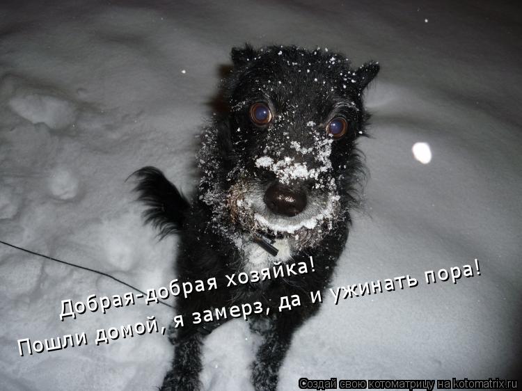 Добрая-добрая хозяйка! Пошли домой, я замерз, да и ужинать пора!... Котоматрица: Добрая-добрая хозяйка! Пошли домой, я замерз, да и ужинать пора!