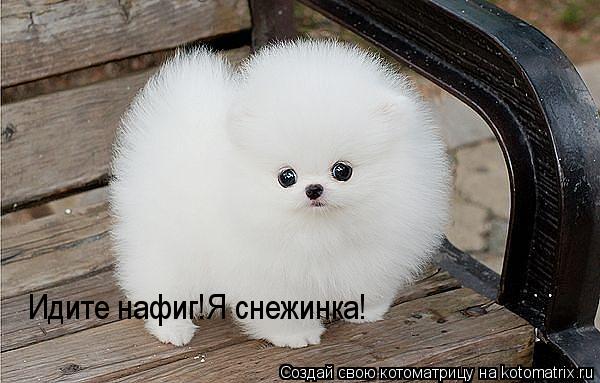 Идите нафиг!Я снежинка!... Котоматрица: Идите нафиг!Я снежинка!