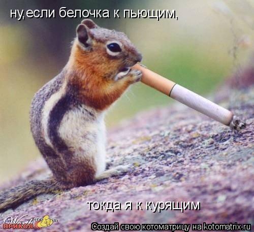 ну,если белочка к пьющим, токда я к курящим... Котоматрица: ну,если белочка к пьющим, токда я к курящим