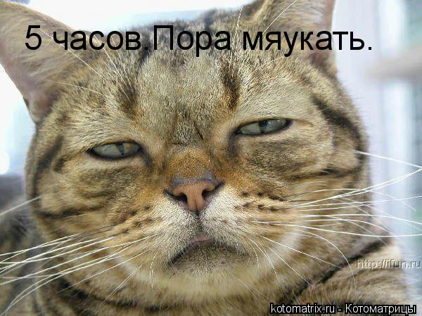 5 часов.Пора мяукать.... Котоматрица: 5 часов.Пора мяукать.