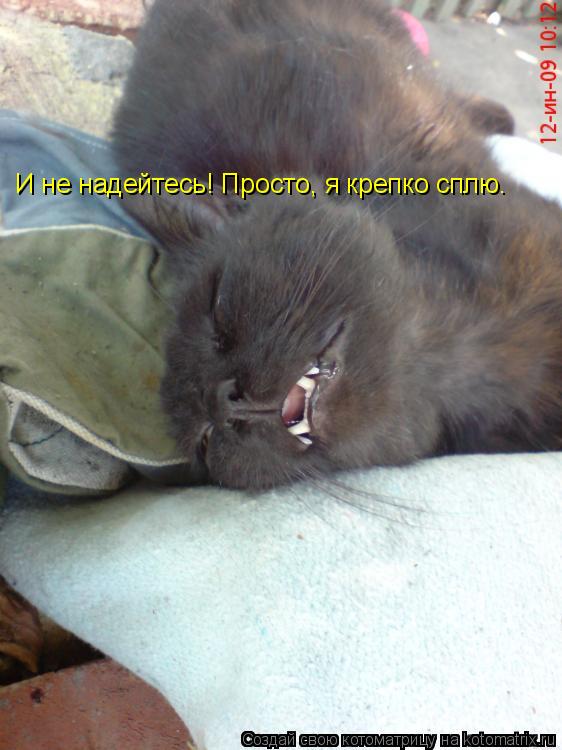 И не надейтесь! Просто, я крепко сплю.... Котоматрица: И не надейтесь! Просто, я крепко сплю.