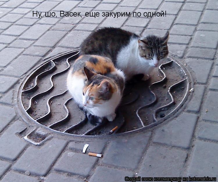 Ну, шо, Васек, еще закурим по одной!... Котоматрица: Ну, шо, Васек, еще закурим по одной!