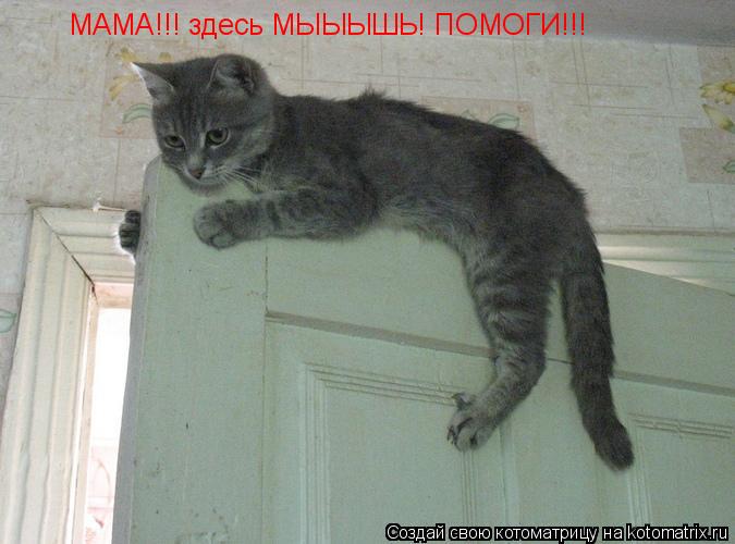 МАМА!!! здесь МЫЫЫШЬ! ПОМОГИ!!!... Котоматрица: МАМА!!! здесь МЫЫЫШЬ! ПОМОГИ!!!