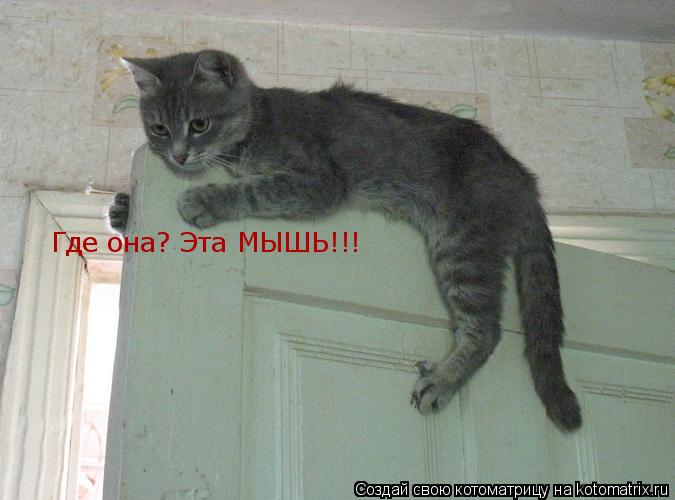 Котоматрица: Где она? Эта МЫШЬ!!!