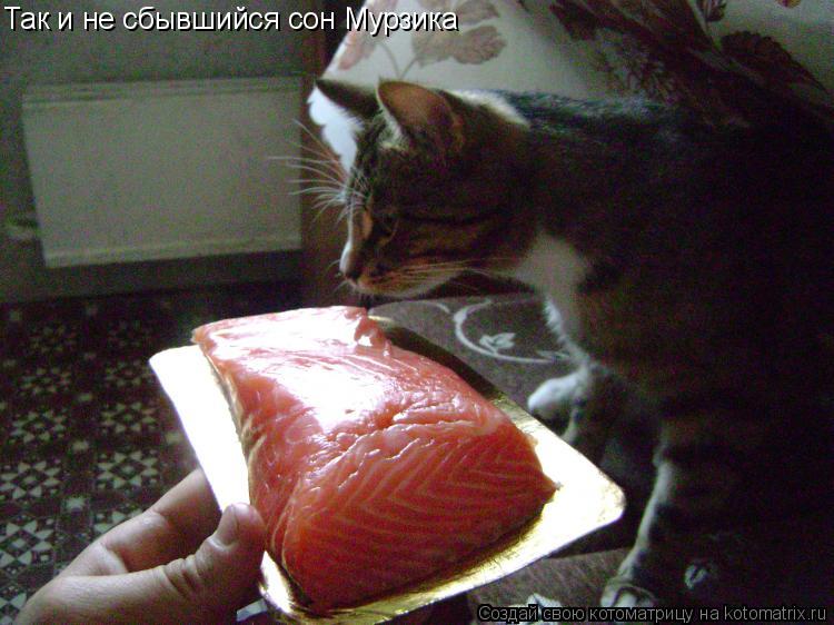 Котоматрица: Так и не сбывшийся сон Мурзика