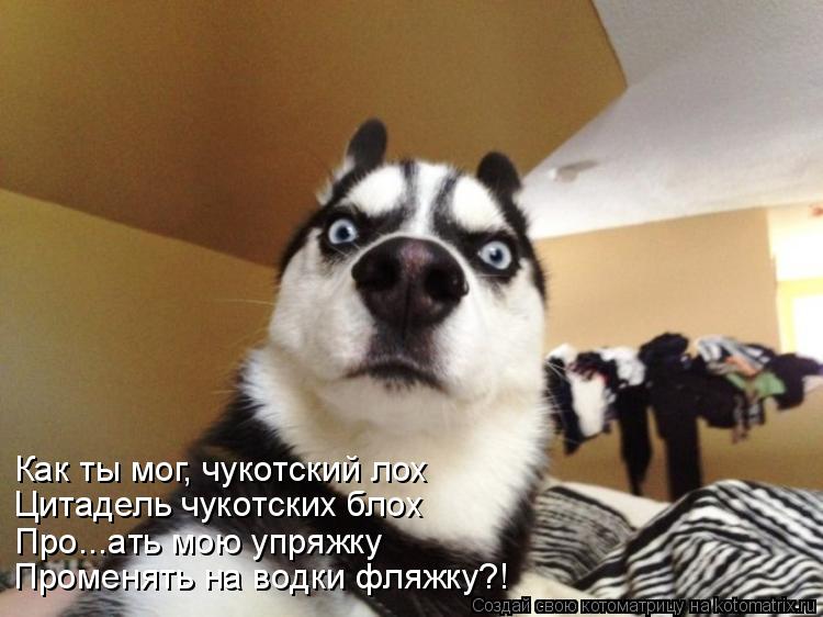 Котоматрица: Как ты мог, чукотский лох Цитадель чукотских блох Про...ать мою упряжку Променять на водки фляжку?!