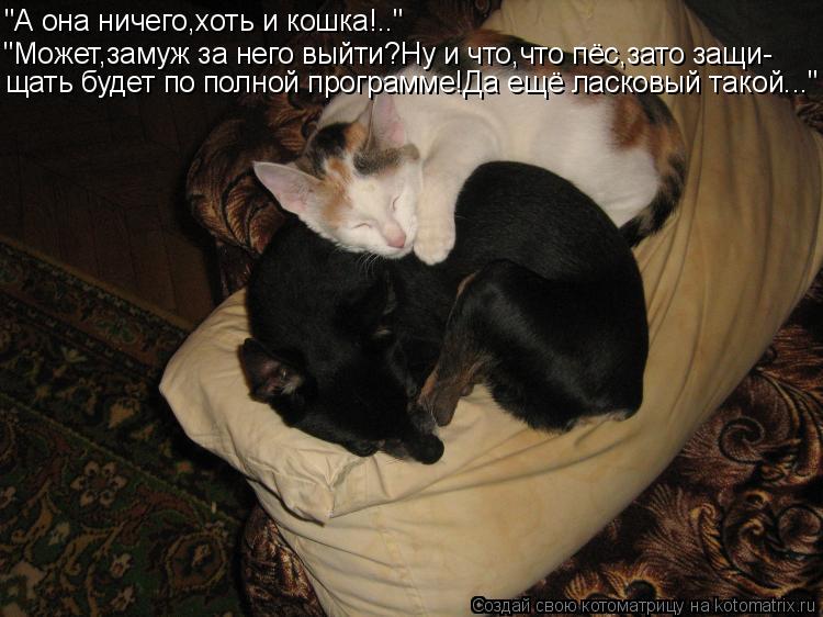 Котоматрица: "А она ничего,хоть и кошка!.." "Может,замуж за него выйти?Ну и что,что пёс,зато защи- щать будет по полной программе!Да ещё ласковый такой..."