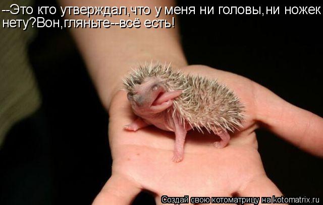 Котоматрица: --Это кто утверждал,что у меня ни головы,ни ножек нету?Вон,гляньте--всё есть!