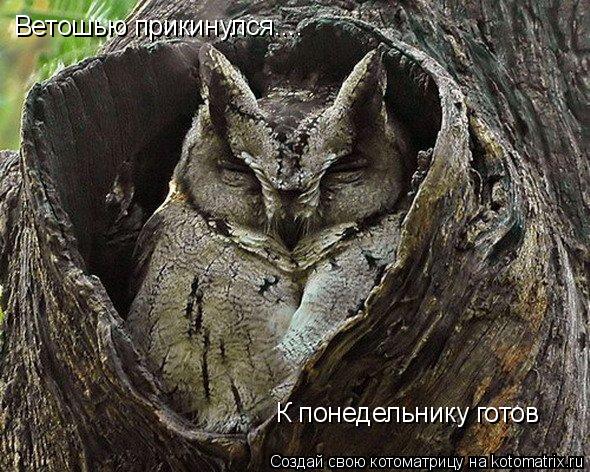 Котоматрица: Ветошью прикинулся.... К понедельнику готов