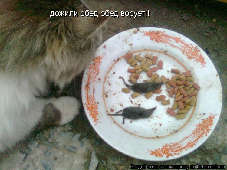 Котоматрица: дожили обед обед ворует!!