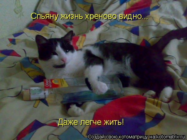 Котоматрица: Спьяну жизнь хреново видно... Даже легче жить!