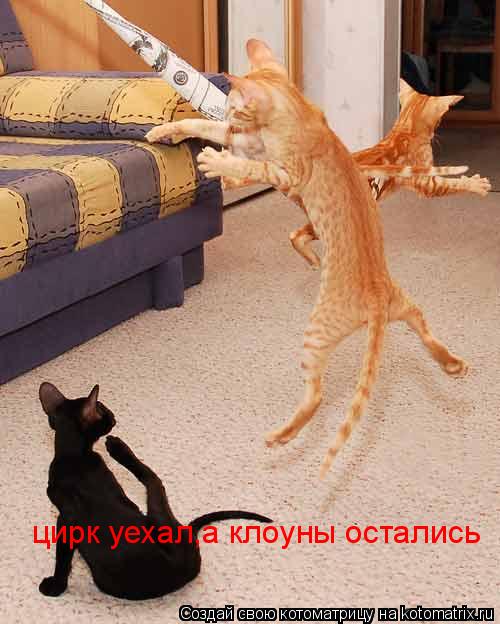 Котоматрица: цирк уехал,а клоуны остались