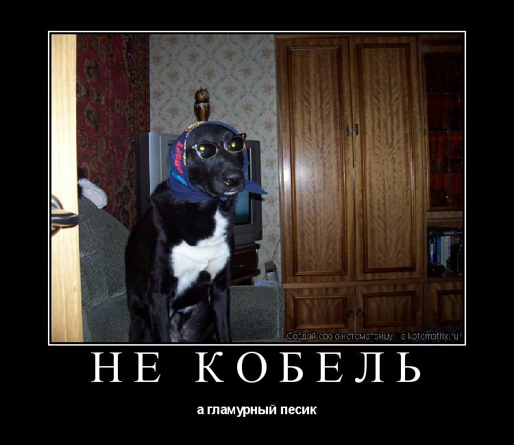 не кобель а гламурный песик... Котоматрица: не кобель а гламурный песик