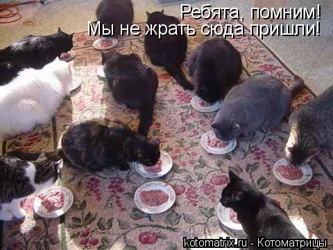 Котоматрица: Ребята, помним! Мы не жрать сюда пришли!