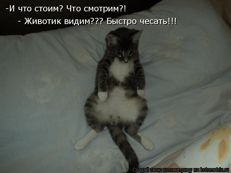Котоматрица: -И что стоим? Что смотрим?! - Животик видим??? Быстро чесать!!!