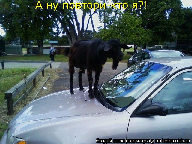 Котоматрица: А ну повтори-кто я?!
