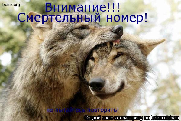 Котоматрица: Внимание!!! Смертельный номер! не пытайтесь повторить!