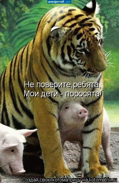 Котоматрица: Не поверите,ребята, Мои дети - поросята!