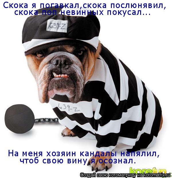 Котоматрица: Скока я погавкал,скока послюнявил, скока поп невинных покусал... На меня хозяин кандалы напялил, чтоб свою вину я осознал.