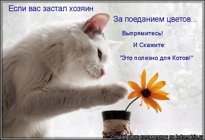 Котоматрица: Если вас застал хозяин За поеданием цветов... Выпрямитесь! "Это полезно для Котов!" И Скажите: