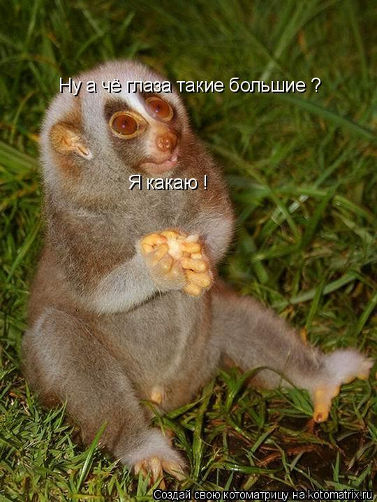 Котоматрица: Ну а чё глаза такие большие ?  Я какаю !