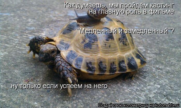 Котоматрица: Как думаешь, мы пройдём кастинг на главную роль в фильме  "Медленный и замедленный"? ну только если успеем на него
