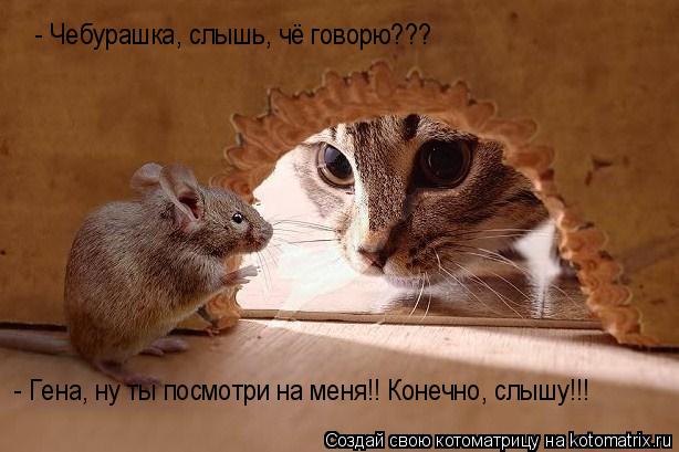 Котоматрица: - Чебурашка, слышь, чё говорю???  - Гена, ну ты посмотри на меня!! Конечно, слышу!!!