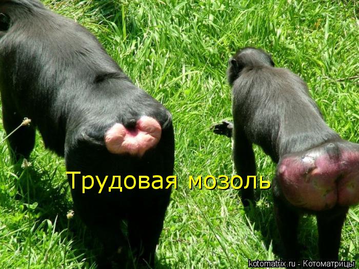 Котоматрица: Трудовая мозоль