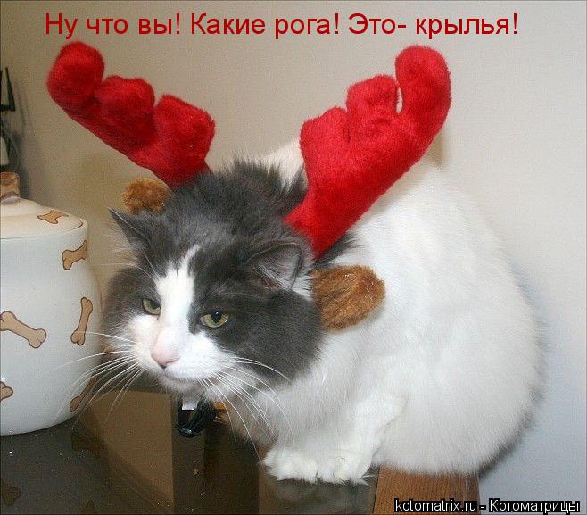 Котоматрица: Ну что вы! Какие рога! Это- крылья!