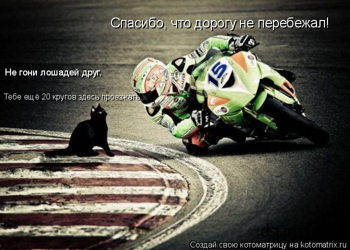 Котоматрица: Спасибо, что дорогу не перебежал! Не гони лошадей друг. Тебе ещё 20 кругов здесь проезжать...