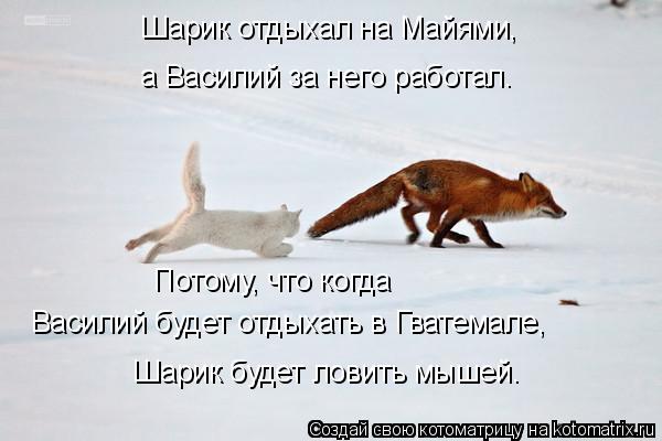 Котоматрица: Шарик отдыхал на Майями, а Василий за него работал. Потому, что когда  Василий будет отдыхать в Гватемале, Шарик будет ловить мышей.