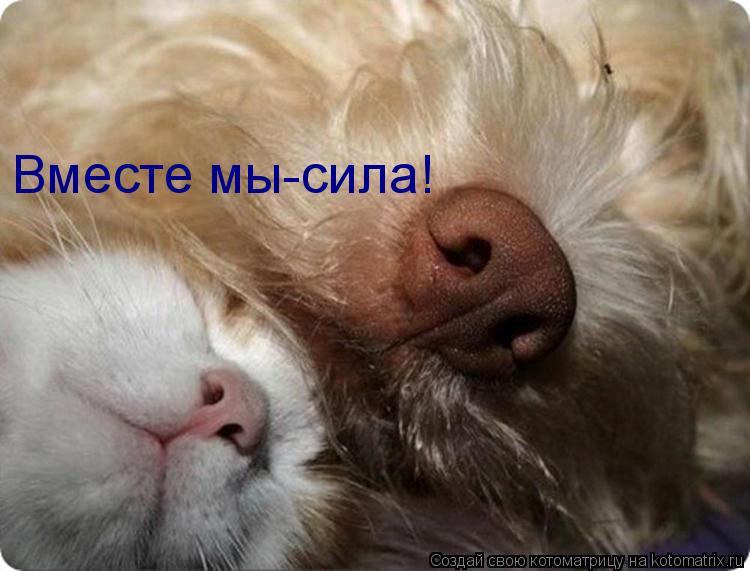 Котоматрица: Вместе мы-сила!